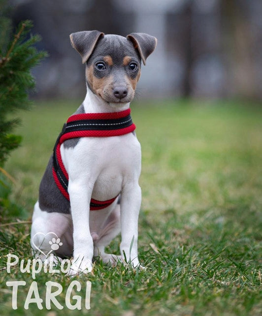 BRACES for mini dog 25-35cm Chihuahua York TRE PONTI red BREATHABLE Trade name TRE PONTI Szelki