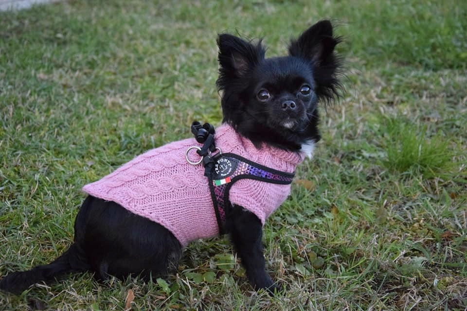 BRACES for mini dog Chihuahua York 25-35cm TRE PONTI Python LIGHT Italian Size XXS