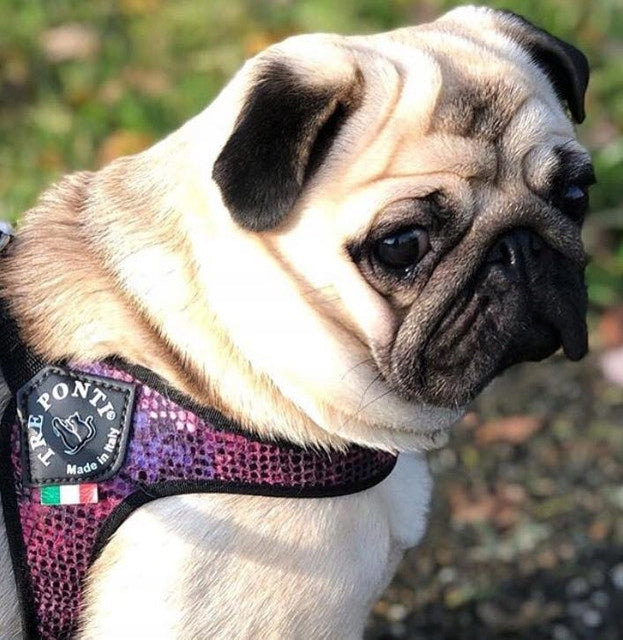BRACES for mini dog Chihuahua York 25-35cm TRE PONTI Python LIGHT Italian Trade name TRE PONTI Szelki