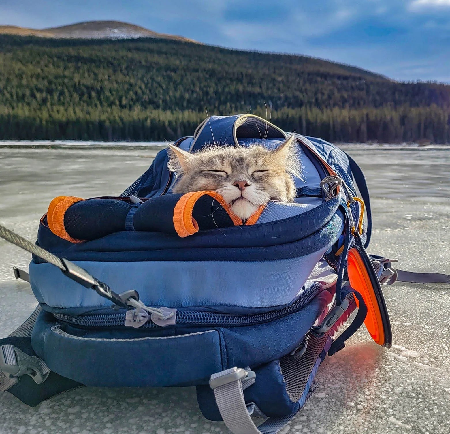 Backpack for dog and cat Kurgo blue universal fabric up to 12 kg Color blue