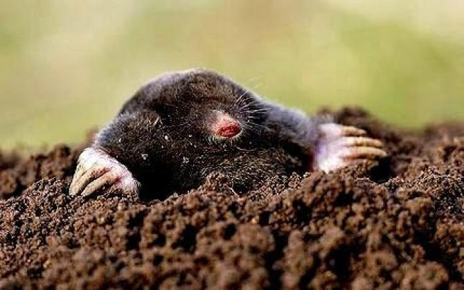 Ball repellent Balls for moths marten moles birds 100g + freebie Manufacturer code HG95457