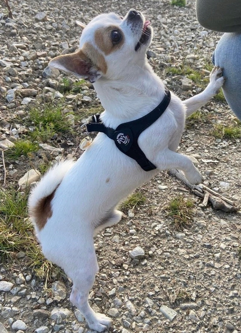 Beagle dog harness, English Bulldog 61-77cm TRE PONTI black size. 4 Trade name TRE PONTI Szelki