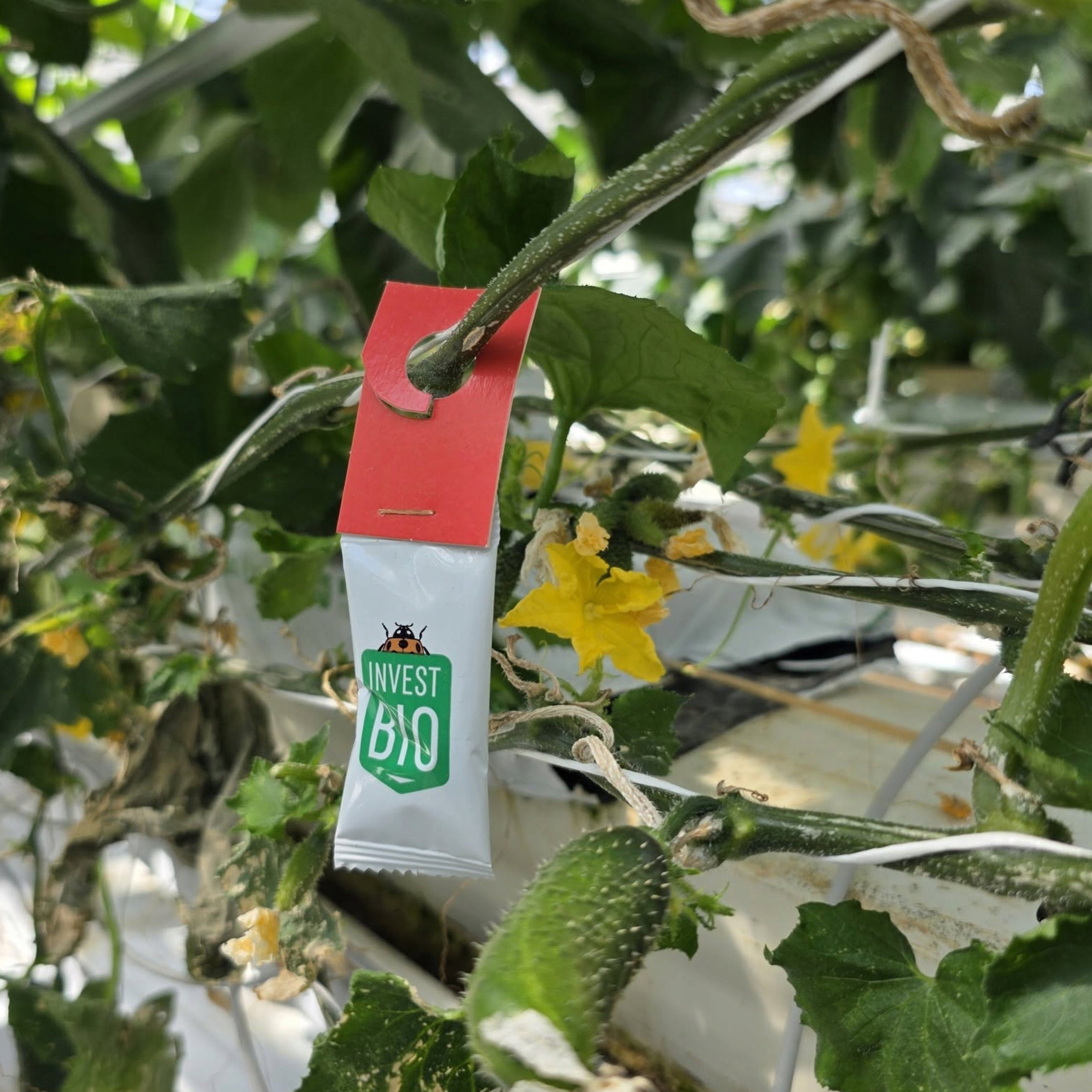 Benefactor Sachet ANTI SPRAYING FOR SPIDER MITES INVEST BIO x 1 Packaging status original