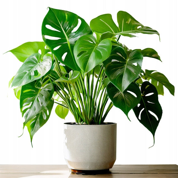 Biohumus fertilizer for green plants monster zamiokulkas and ficus 1L Manufacturer code 070