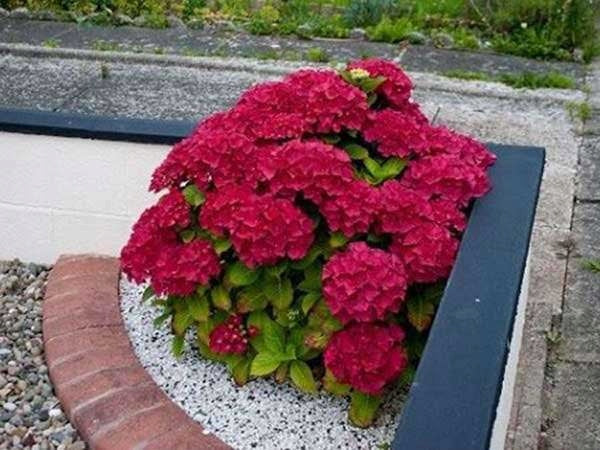 Biopon Hydrangea pink and red – colour enhancement fertilizer 200g bopon Manufacturer code 5904517405967