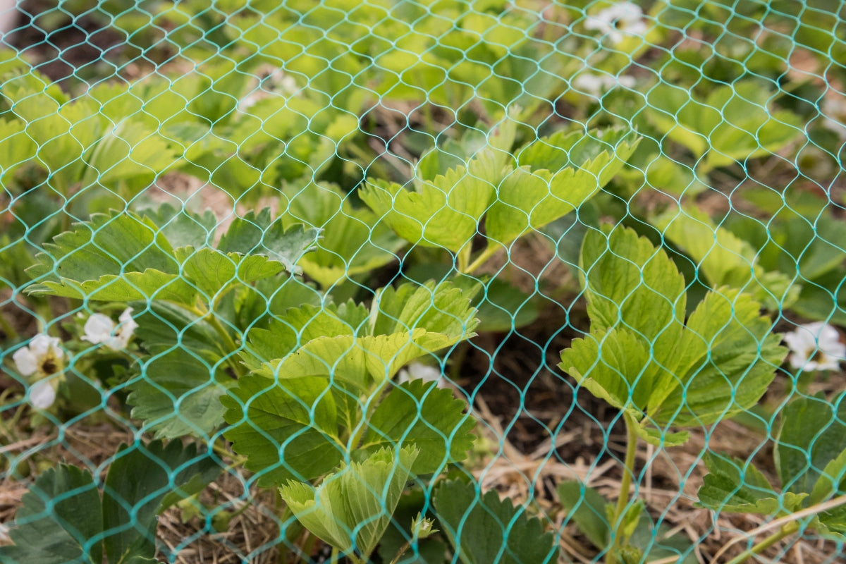 Bird Mesh Starlings 4x10m Against Birds 10g Strawberry Tree Protection Use Against birds