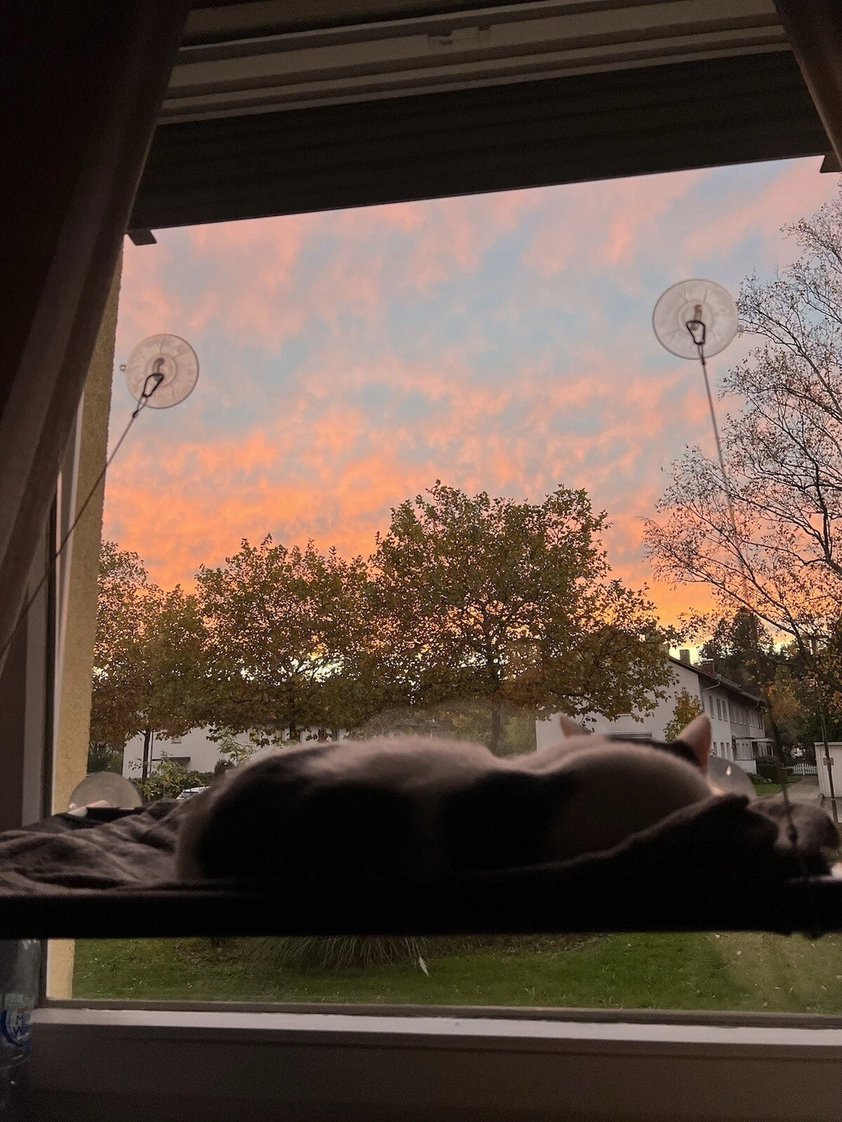 CAT BED 25kg SWING HANGING HAMMOCK WINDOW MOUNTED 67x40cm Brand Bella & Balu
