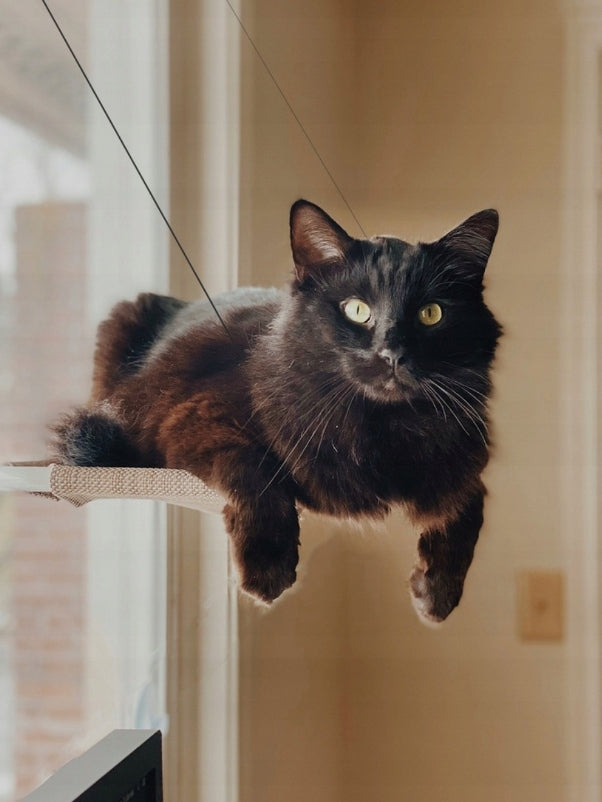 CAT HAMMOCK WINDOW BED STRONG HANGING LIFTING CAPACITY UP TO 20KG Brand Trader