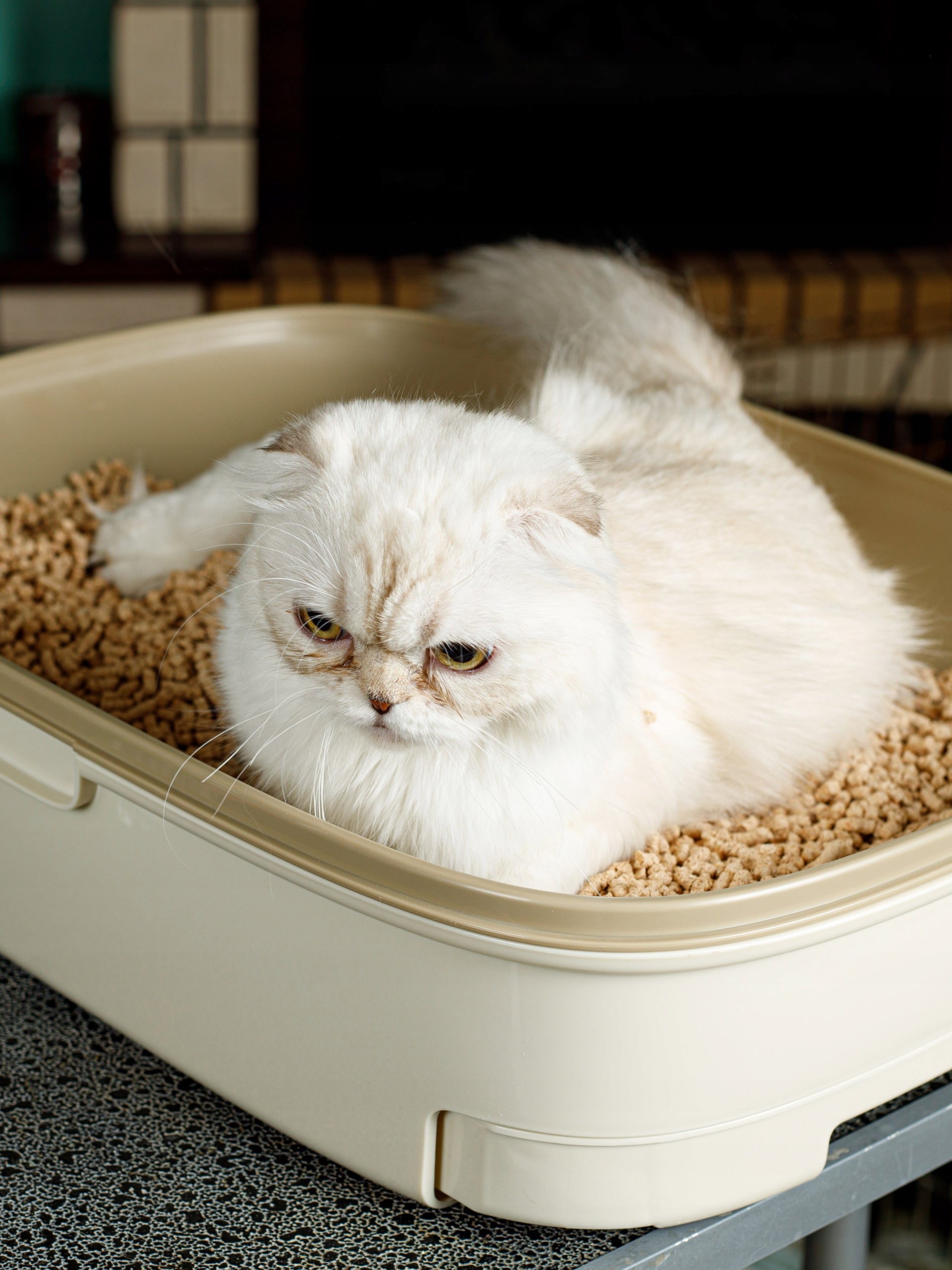 CAT LITTER NATURAL CLUMPING CYPRESS 7L ANTIBACTERIAL DUST-FREE Trade name ŻWIREK DO KUWETY ZAPACH GÓRSKIEGO LASU