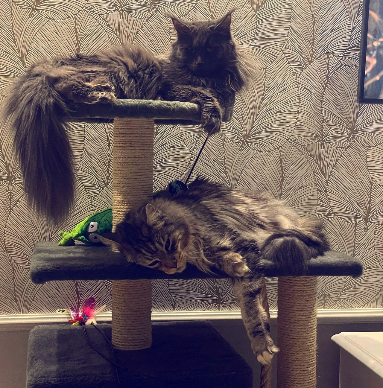 CAT SCRATCHER No. 017B LARGE CAT XL MAINE COON Color beige