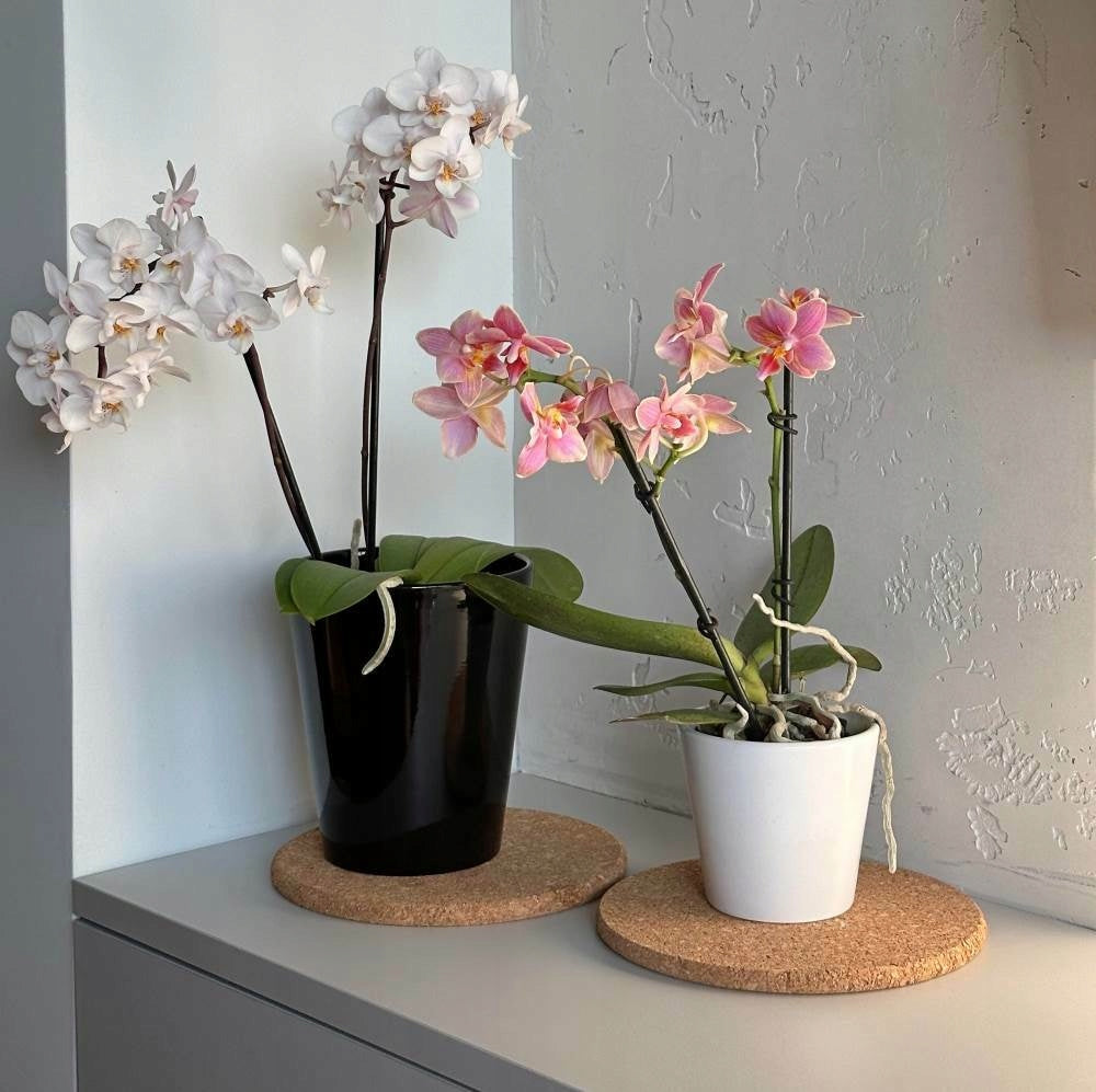 CERAMIC ORCHID FLOWER POT COVER 13cm, BLACK Manufacturer code 71.081.13