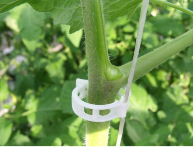 CLASPS 100 x22 CLIPS SPINKIDO STEMS OF CUCUMBER TOMATO PLANTS ROŚL.PNĄCZY Manufacturer code ZP100R
