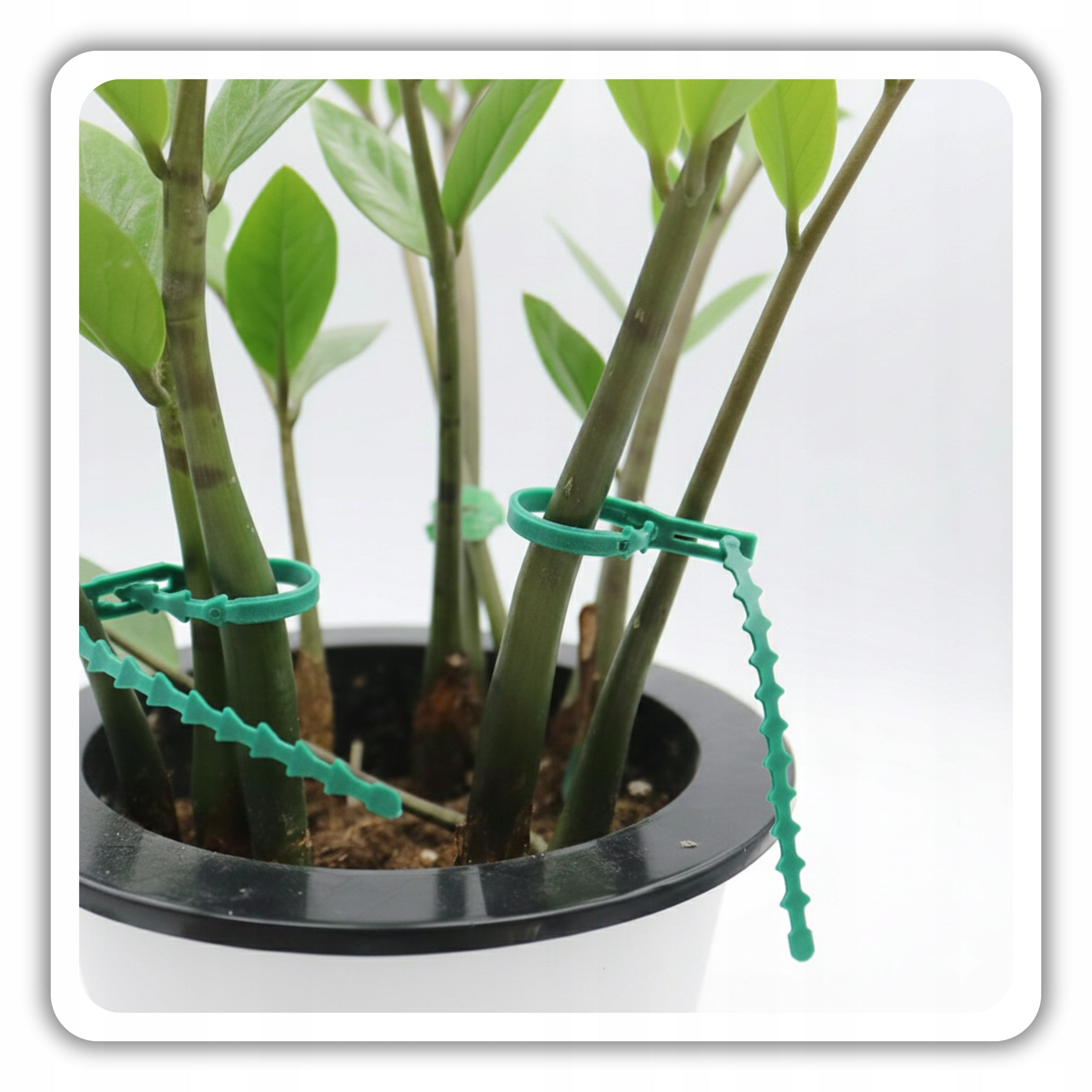 CLASPS CLIPS FOR TOMATOES PLANT LIGATION BANDS FOR FIXING PLANTS Color green