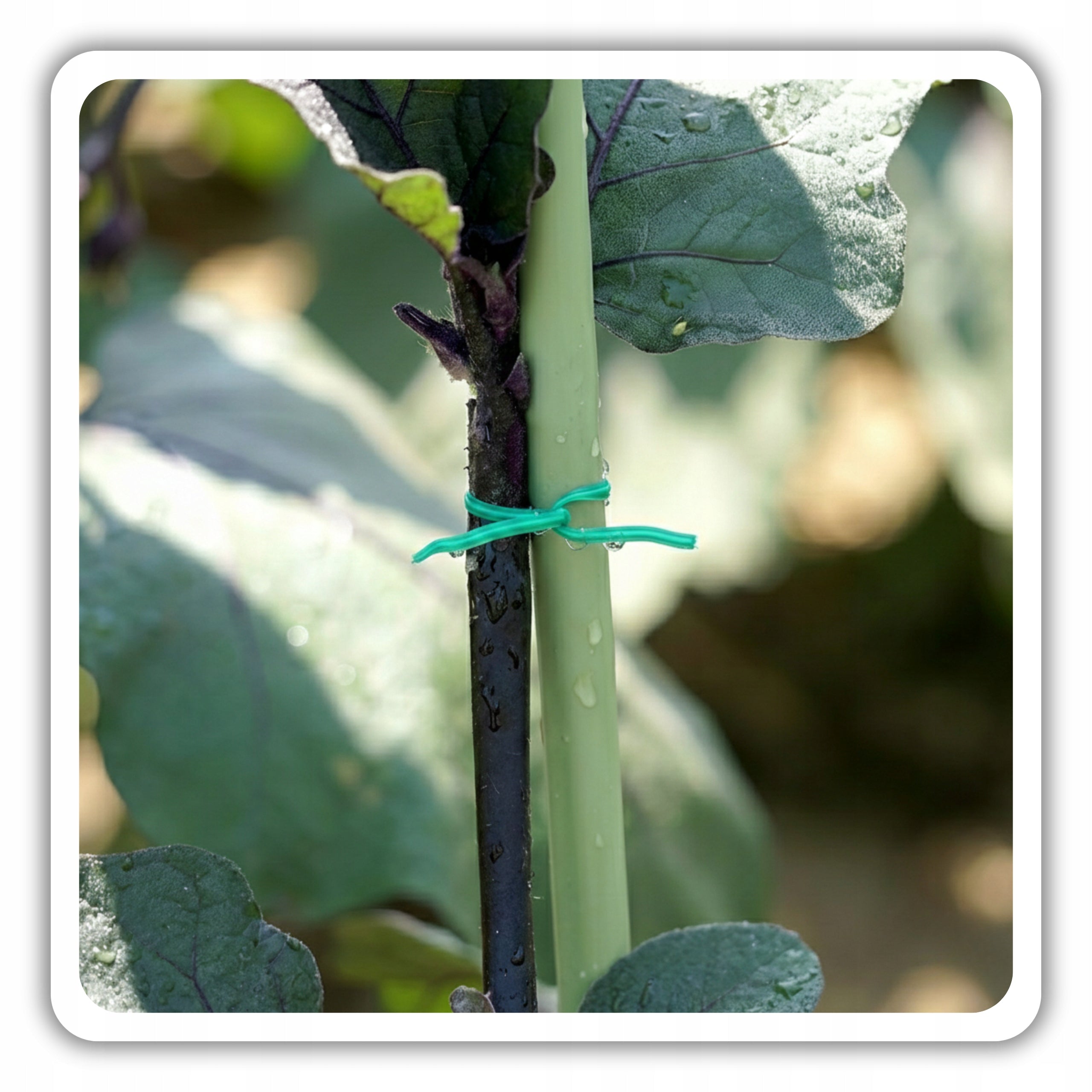 CLASPS CLIPS FOR TOMATOES PLANT LIGATION BANDS FOR FIXING PLANTS Number of pieces 71 pcs