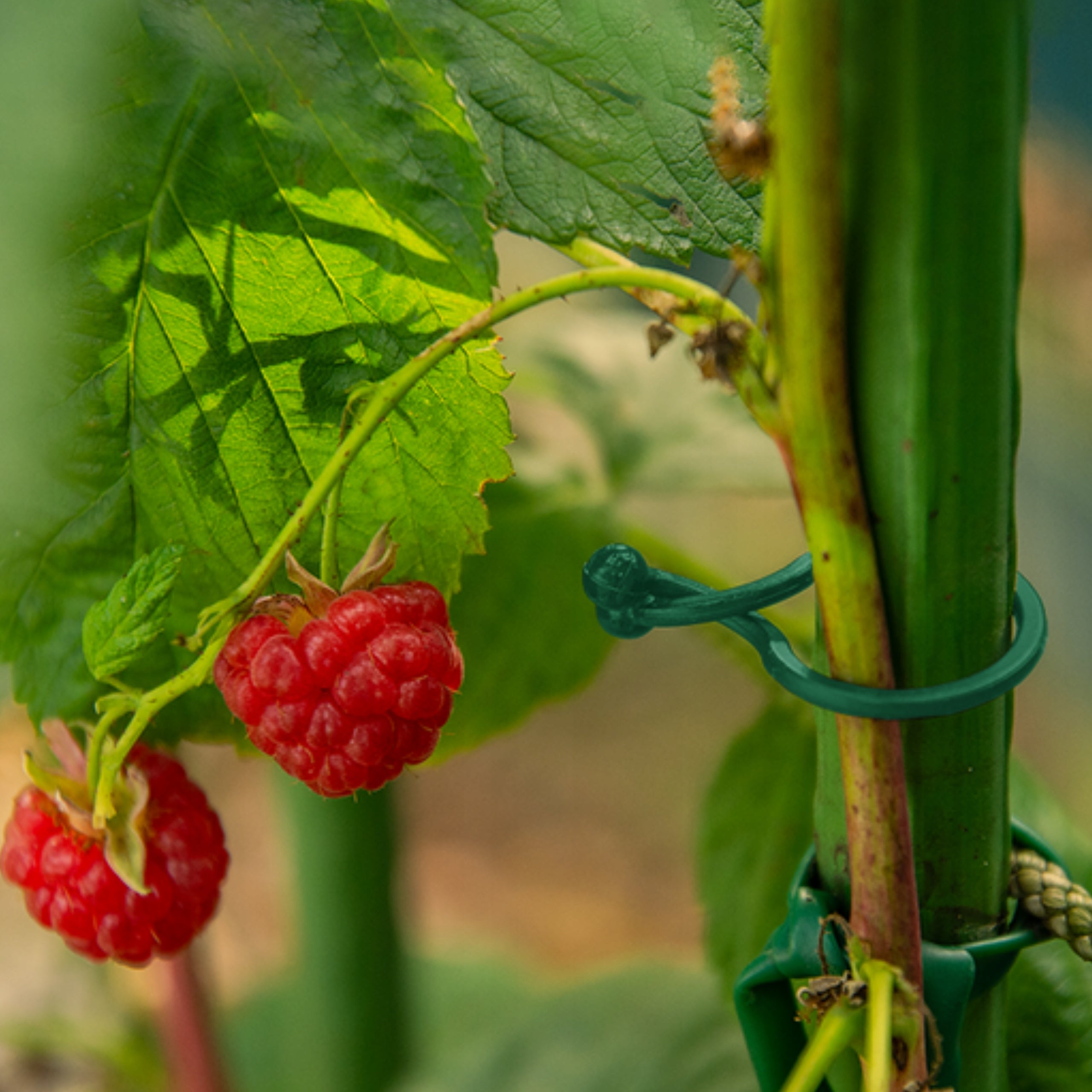 CLASPS FOR FASTENING TOMATOES FIXING PLANTS WITH BUCKLE SUPPORTS CLIP Number of pieces 50 pcs