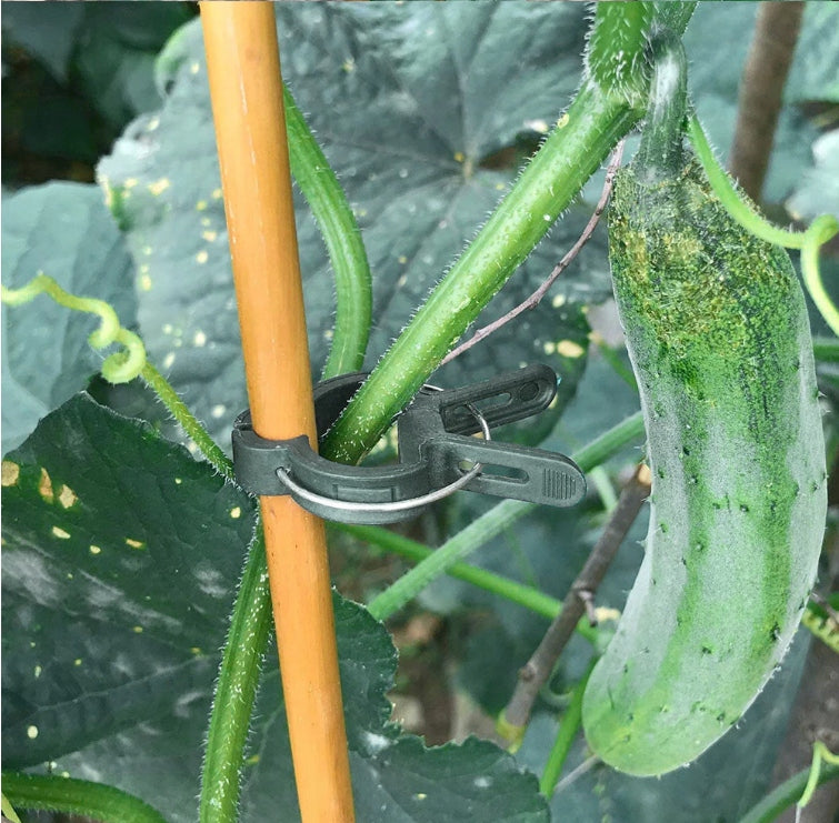 CLIP CLIPS HANDLE CLASP FOR STEMS OF TOMATO PLANTS TREES 2,5cm 50pcs Manufacturer code 5905247736635