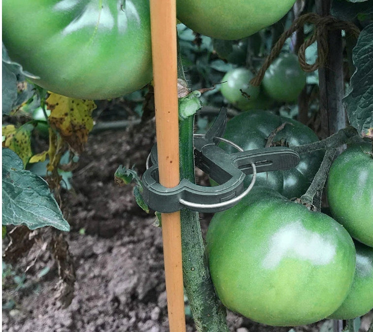 CLIP CLIPS HANDLE CLASP FOR STEMS OF TOMATO PLANTS TREES 2,5cm 50pcs Number of pieces 50 pcs