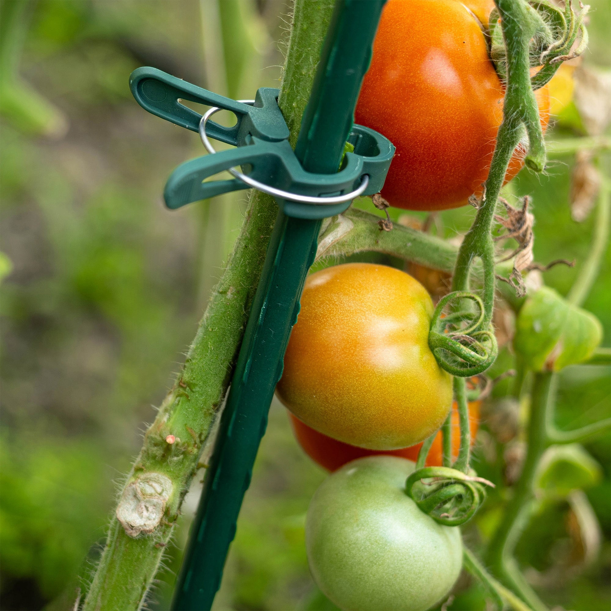 CLIPS CLASPS FOR TOMATOES PLANT SHOOTS BEAN STEMS CUFFLINKS 20 pcs Color green