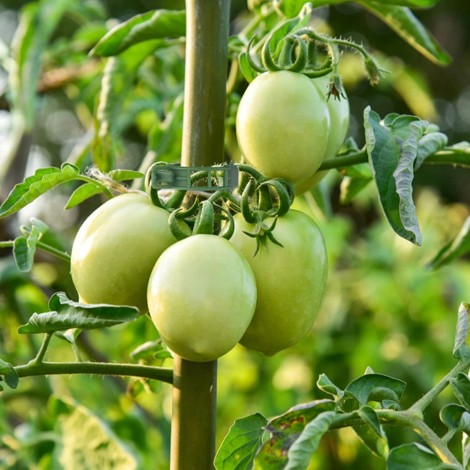 CLIPS FOR PLANTS STEMS CLASPS FOR BEAN TOMATOES PAPER CLIP HOLDER 2,5cm 50x Number of pieces 50 pcs