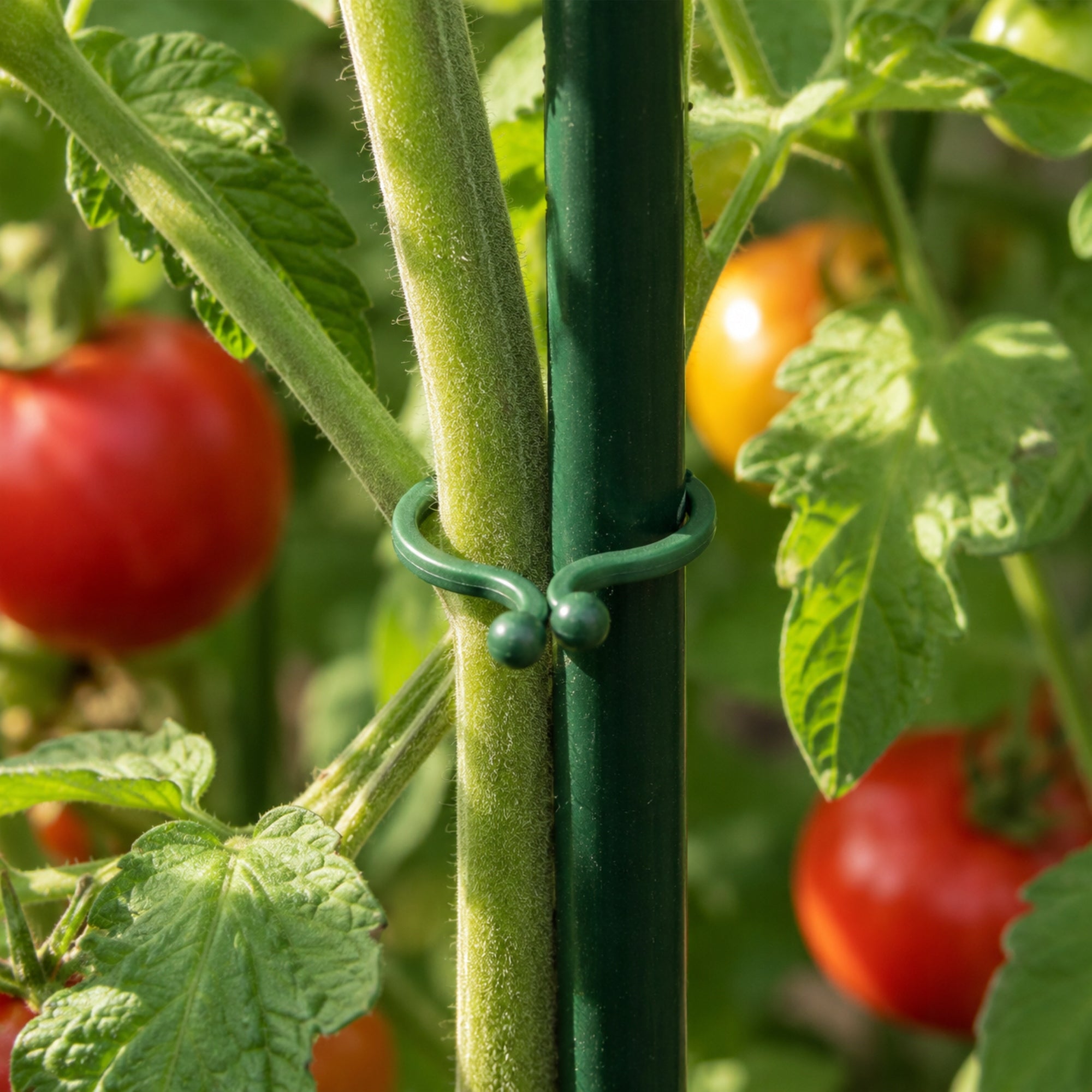 CLIPS FOR TOMATO PLANTS, BEAN STEM FASTENINGS, 13mm, 50pcs Packaging status original
