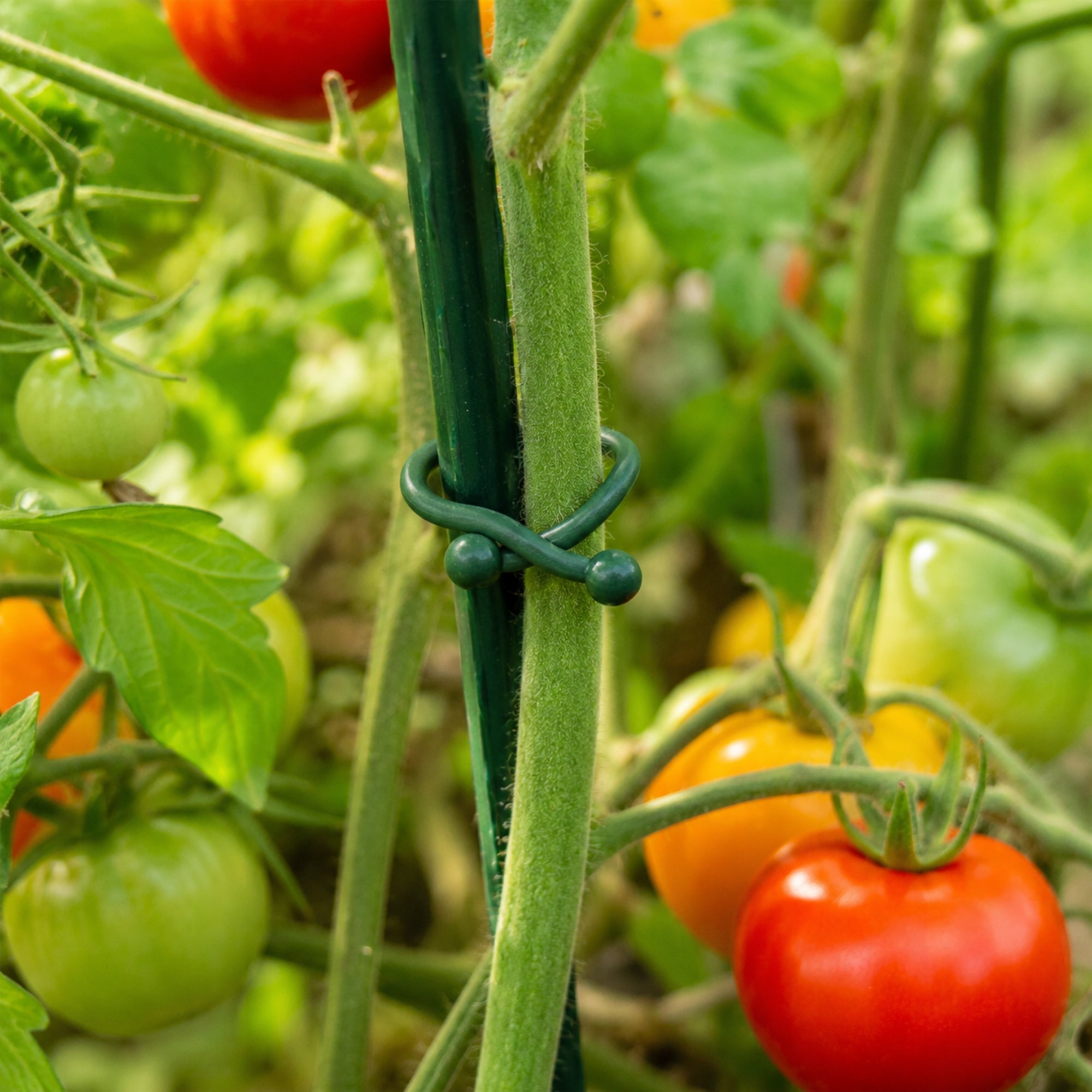 CLIPS FOR TOMATO PLANTS, BEAN STEM FASTENINGS, 18mm, 50pcs Number of pieces 50 pcs