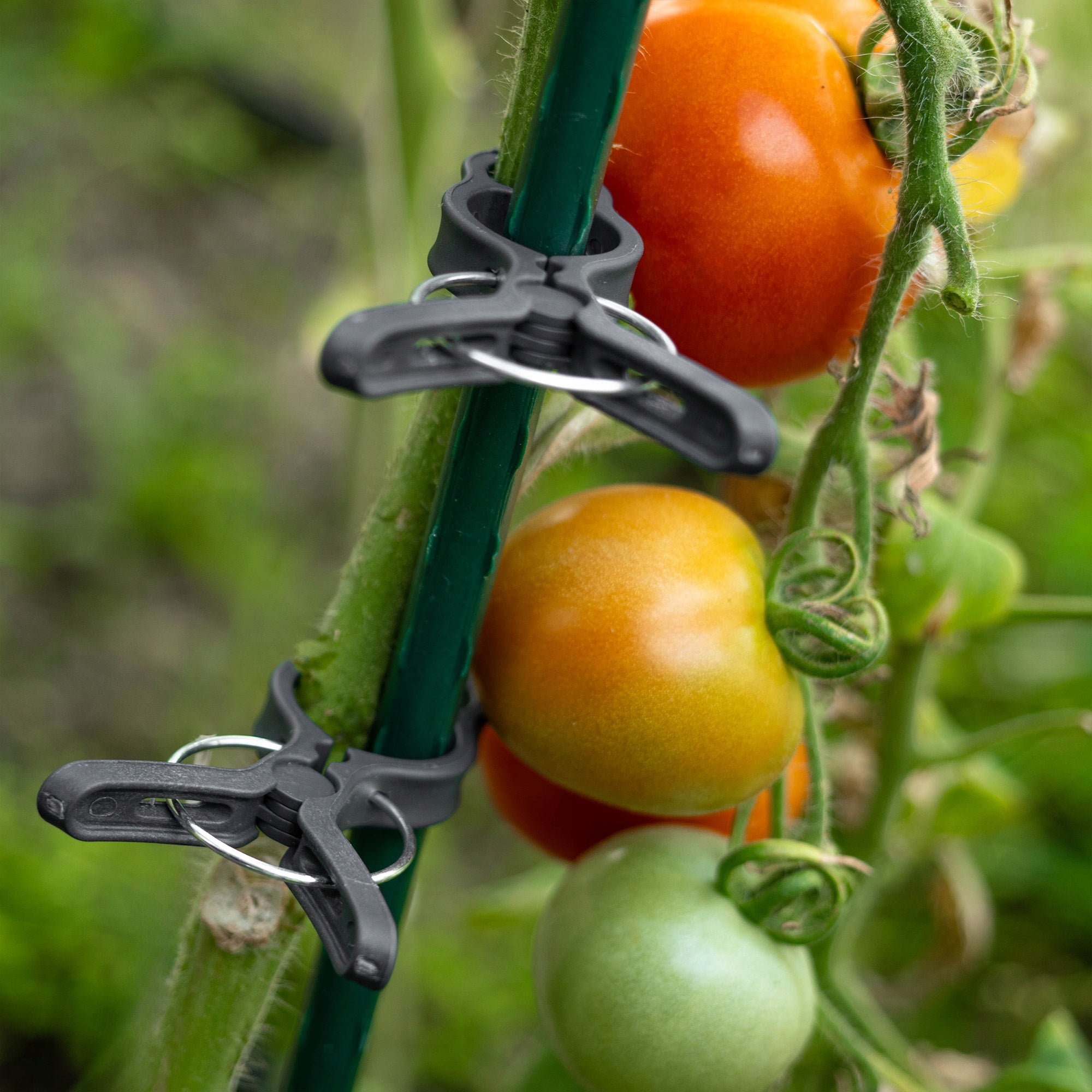 CLIPS FOR TOMATO PLANTS SHOTS BEAN STEM CLIPS CLIP 10pcs Color green