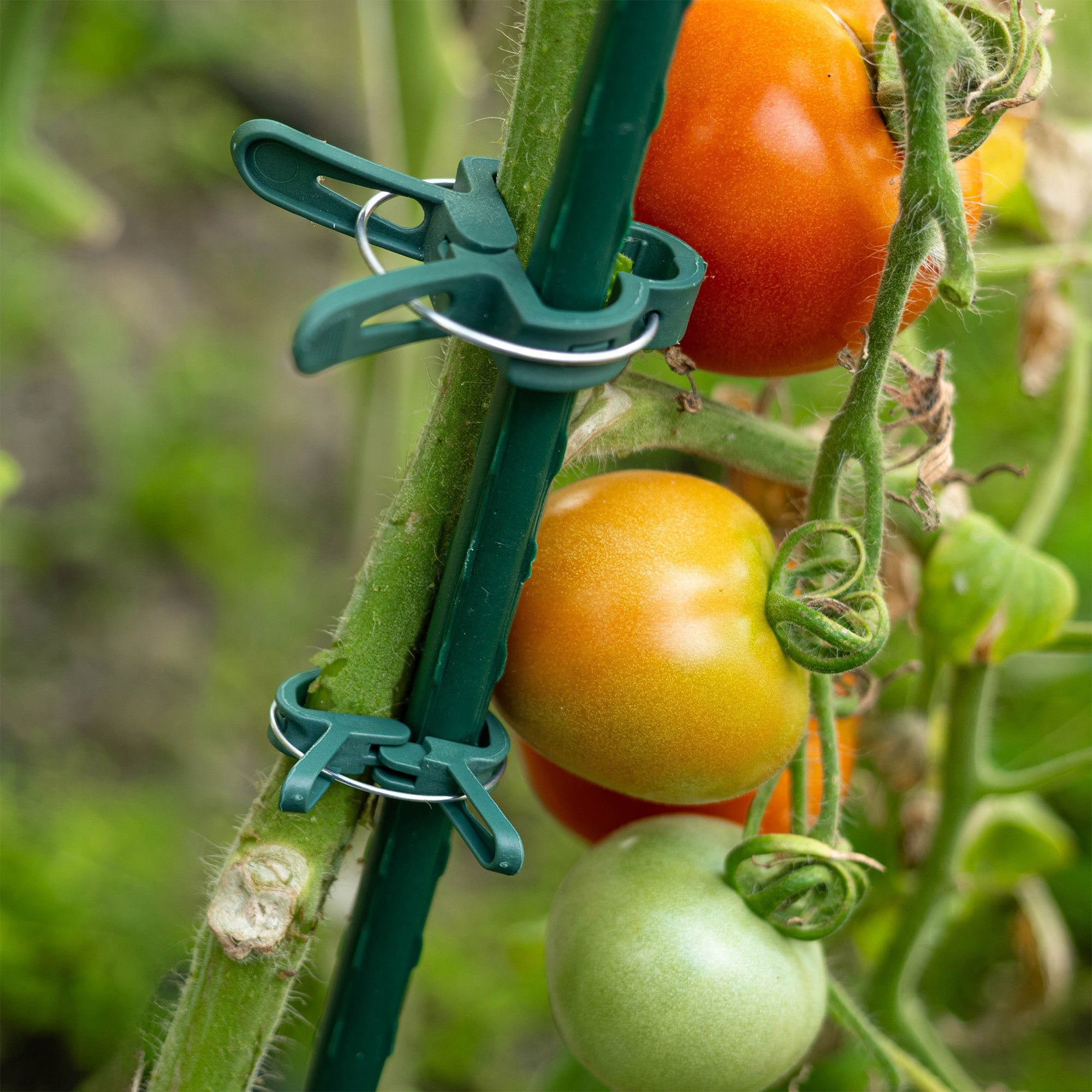 CLIPS FOR TOMATO PLANTS SHOTS BEAN STEM CLIPS CLIP 20pcs Packaging status original