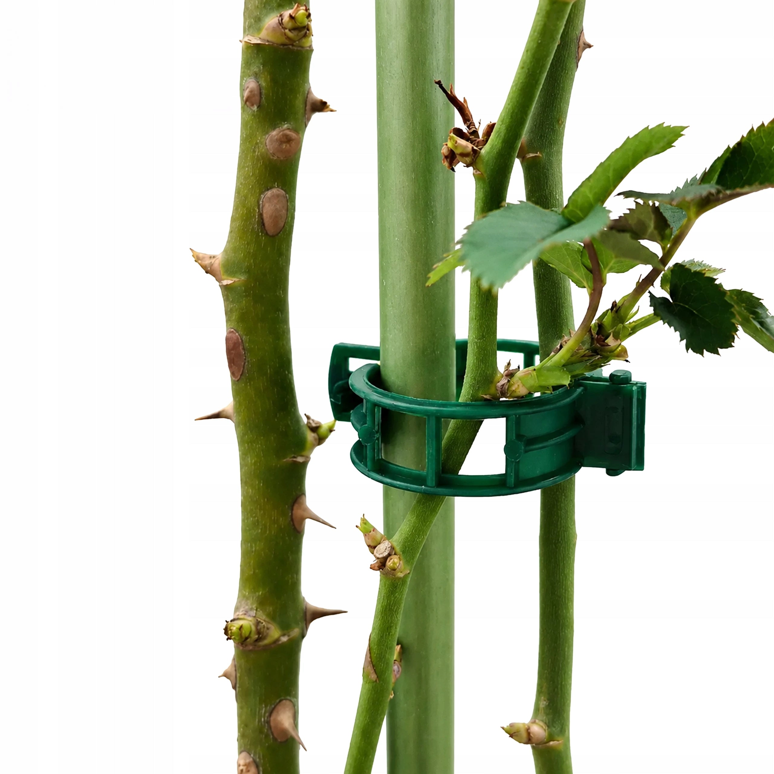 CLIPS FOR TOMATOES CLASPS HOLDER CLIP FOR PLANT SHOOT BEAN STEMS Packaging status original