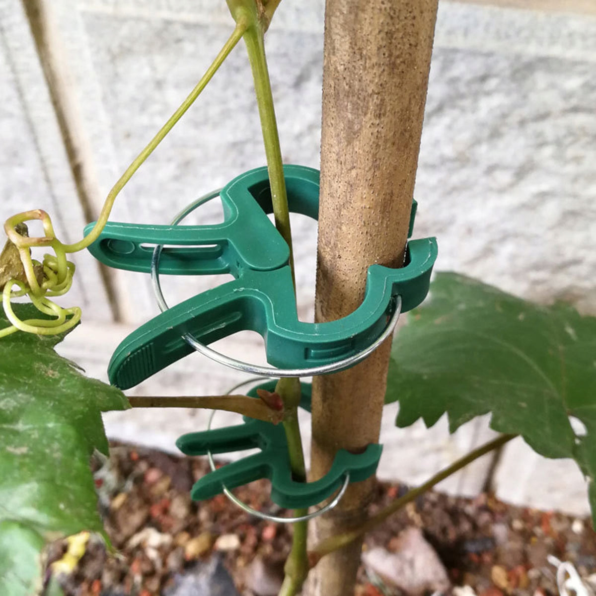 CLIPS HOOKS FOR FASTENING PLANTS CREEPERS LARGE x12 AG691H Dominant material plastic