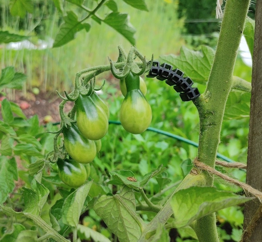 CLIPS SUPPORT FOR TOMATOES PLANTS ARCHES FOR GRAPES OF STEMS SHOOTS 100PCS. Number of pieces 100 pcs