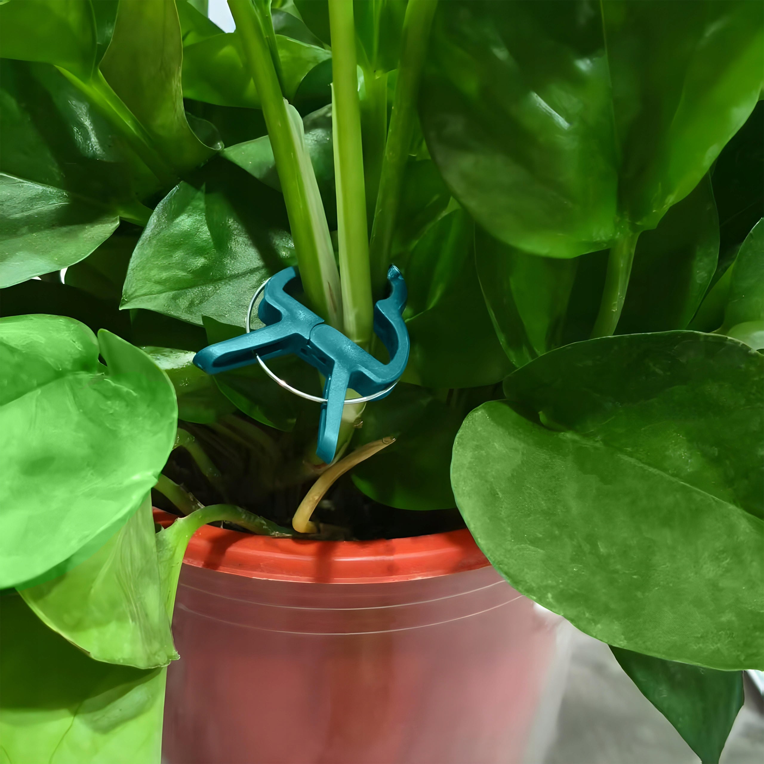 CLIPS for plants beans tomato stems clips Sillar 50 pcs. EAN (GTIN) 5902668917124