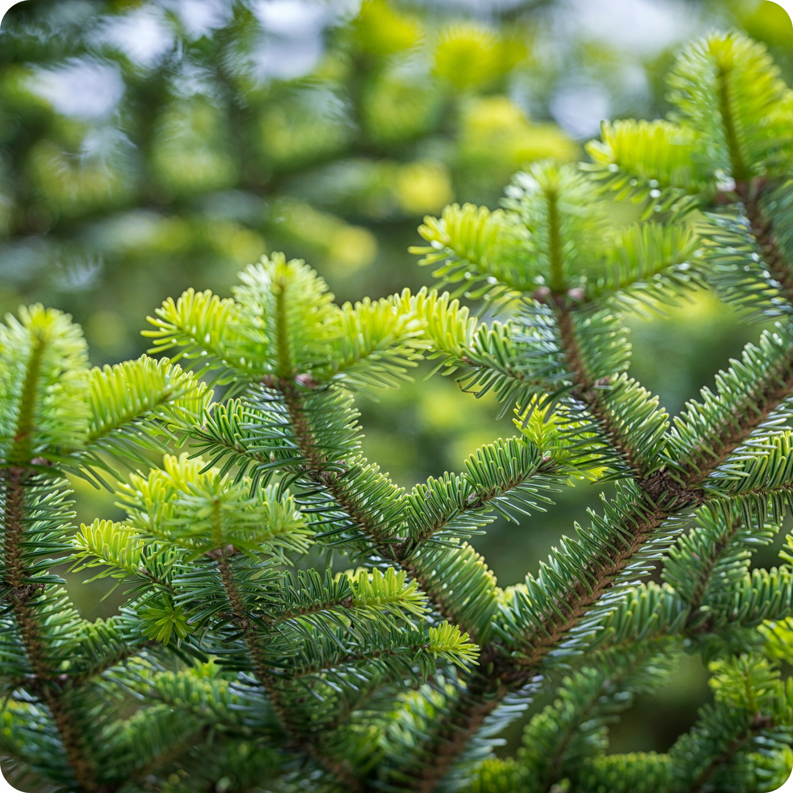 CONIFERS 900ml Liquid Concentrate Liquid Conditioner Purpose for coniferous plants
