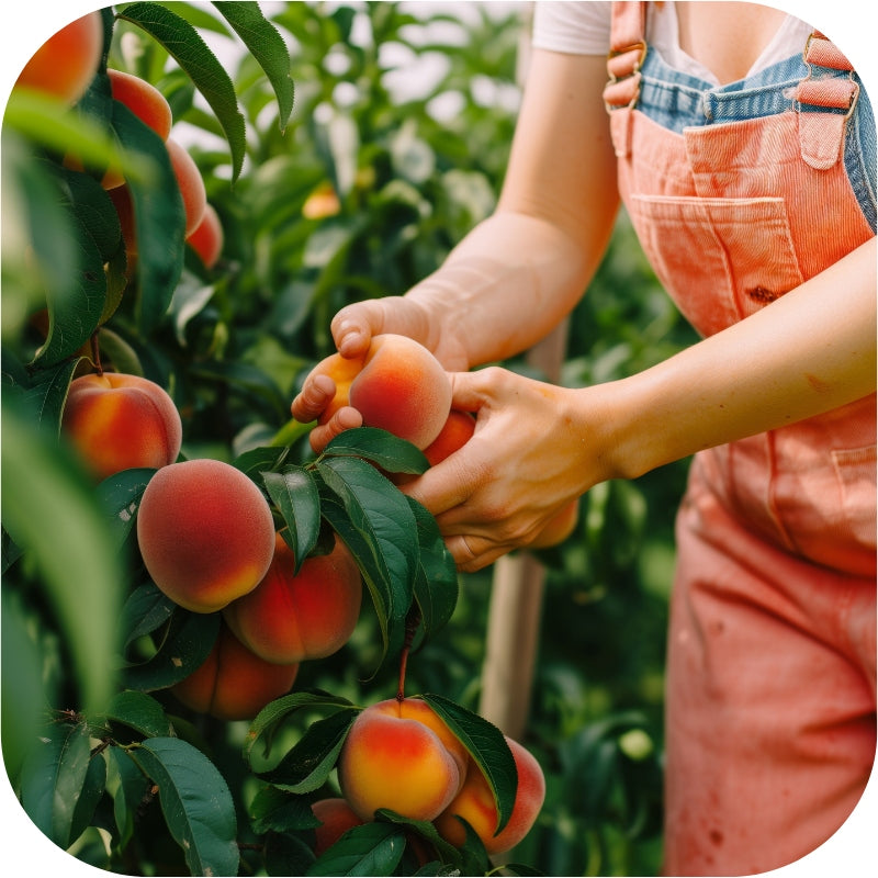 COPPER 50 WP 100G fungicidal scab curliness blight fruit vegetables Manufacturer code PREPRAT GRZYBOBÓJCZY miedzian zwalcza choroby
