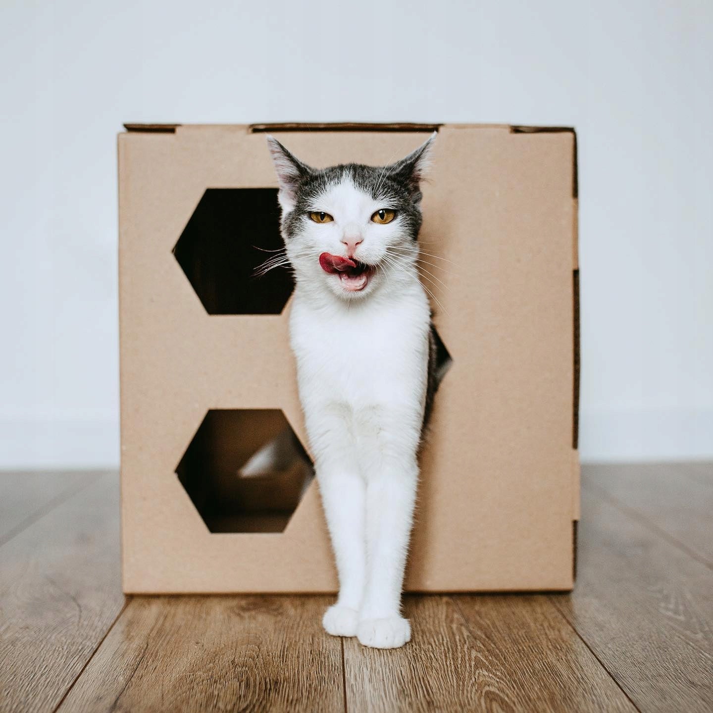 CUBE Cardboard Cat House - Booth Bed Cardboard Booth - Brown Packaging status original