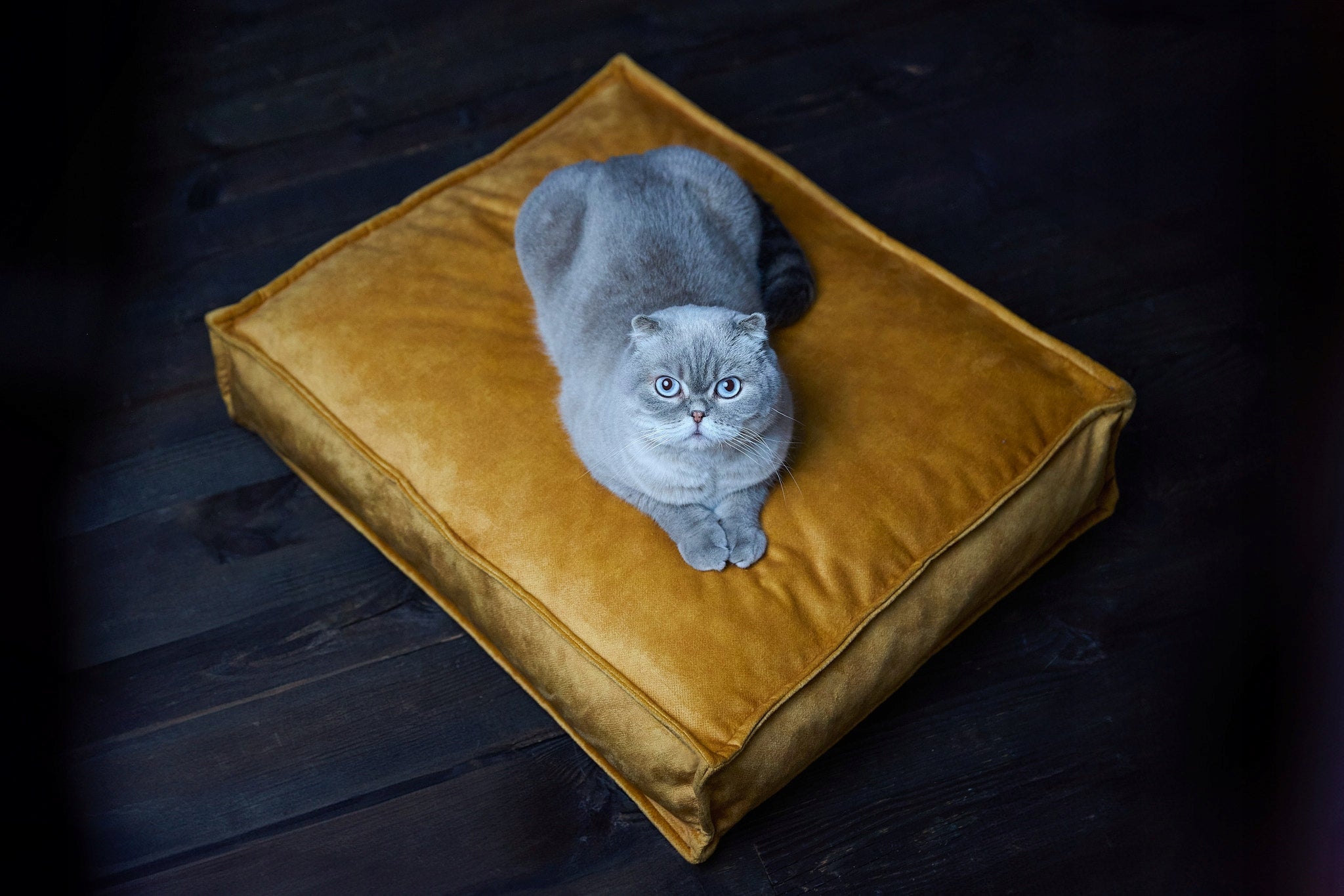 Cat Dog Bed Pillow Bed Waterproof Terra Velour 60x50 cm Product width 50 cm
