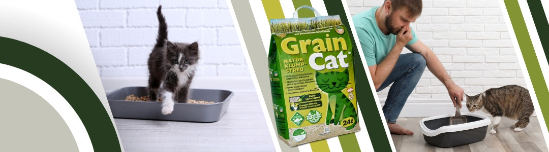 Cat Litter CLUMPING ECOLOGICAL 24l Cereal BIODEGRADABLE for WC Properties unscented fine-grained organic sanitary disposal clumping