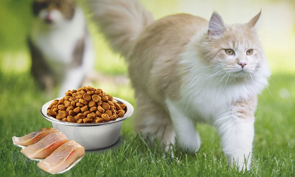 Cat food FARMINA N&D Neutered Herring and Orange Adult 1.5 kg Product weight 1.5 kg