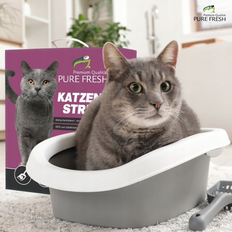 Cat litter bentonite 6L litter box litter small in carton Brand CatWalk