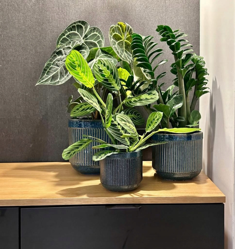Ceramic Planter Cover 17x16 cm Blue Brand Polnix