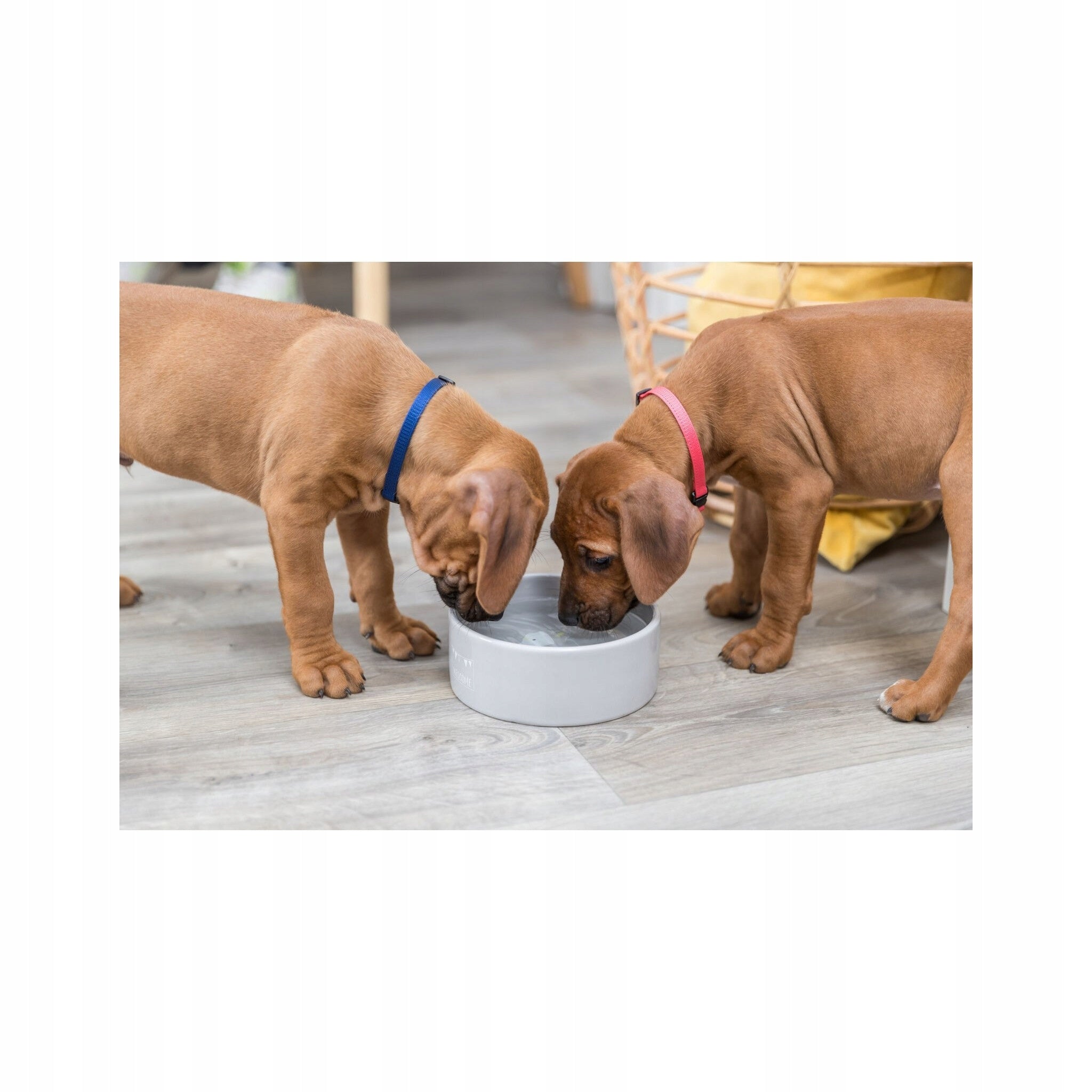 Ceramic bowl Trixie Junior, 0.3 l/o 12 cm Manufacturer code 25126