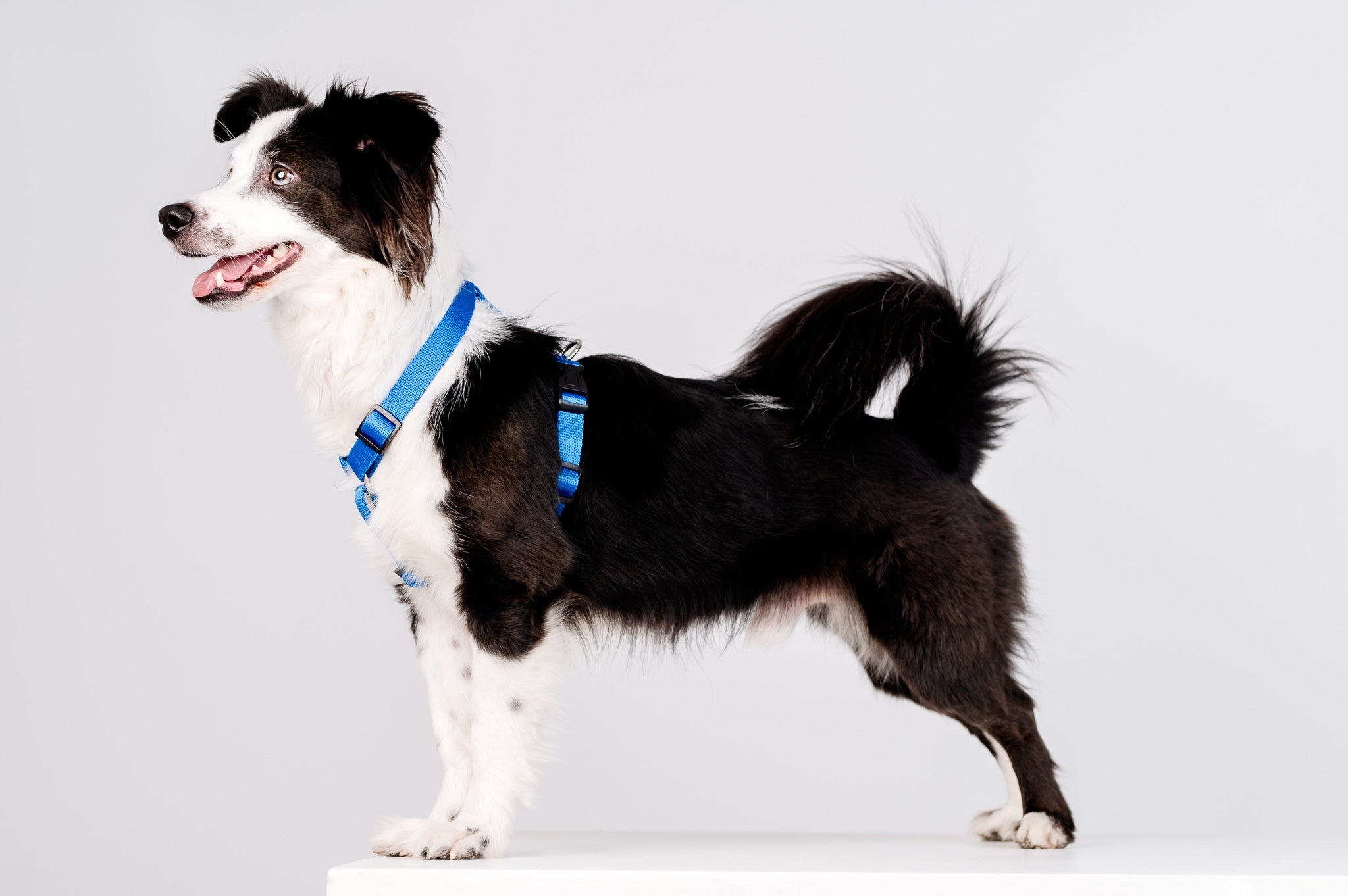 Chaba Guard Pressure-Free Harness for Medium Dog Adjustable Solid r. L Kind walking harness