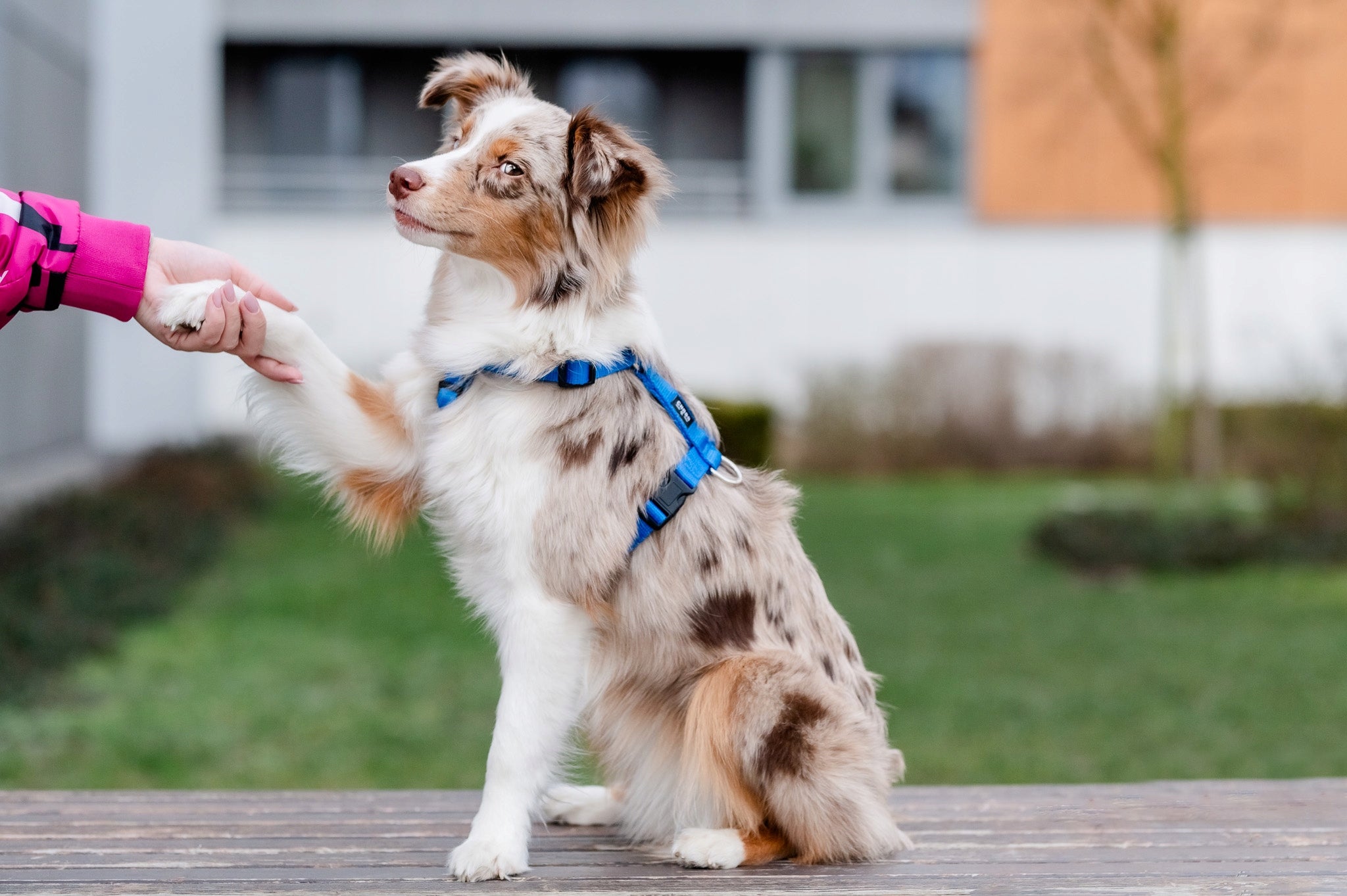 Chaba Guard Pressure-Free Harness for Medium Dog Adjustable Solid r. L Maximum chest girth 75 cm