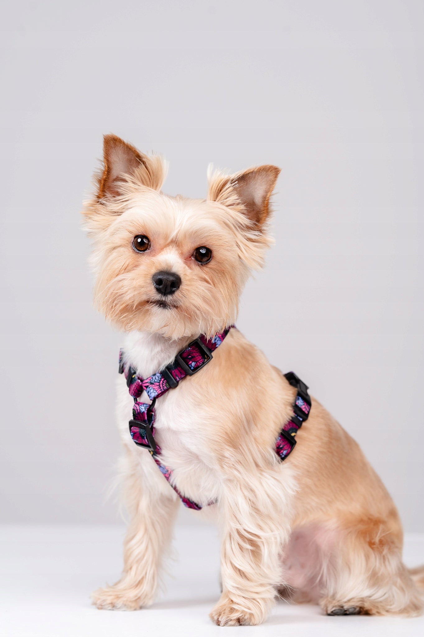 Chaba Walking Harness Guard For Dog | LAKOTA Pattern | Decorative, Strong, Patterns Trade name Szelki Chaba Guard Story III Lakota M 2,5 cm