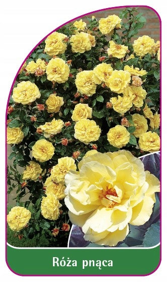 Climbing rose 325 nursery labels