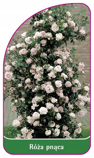 Climbing rose 326 nursery labels