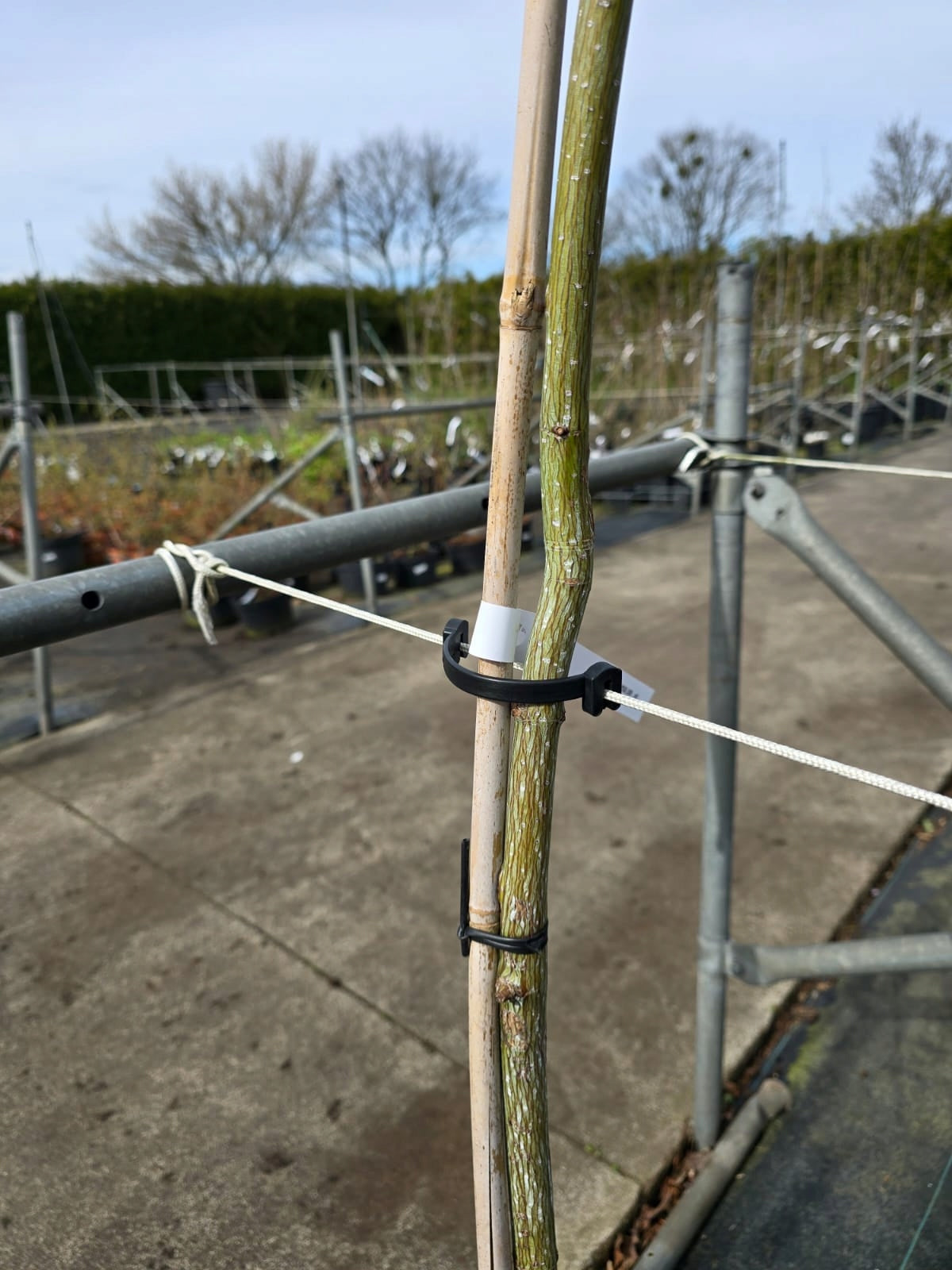 Clip band for fixing tree trunks 500 pcs. diameter 3 mm PL MANUFACTURER Manufacturer code T07
