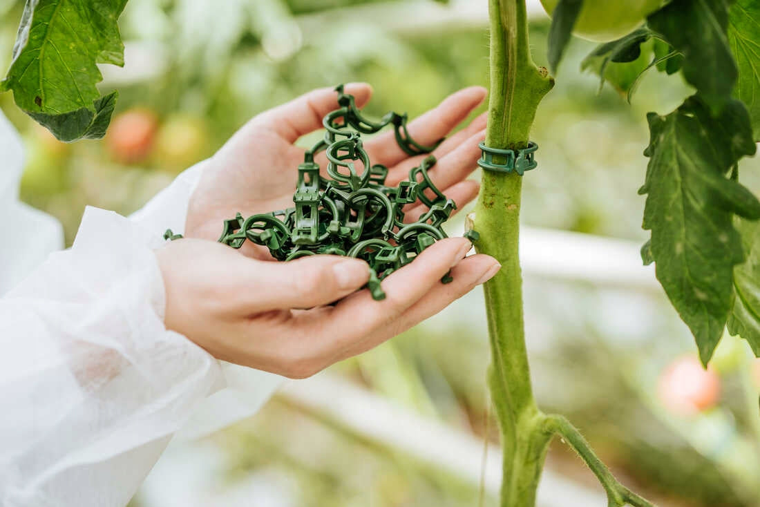Clips Clasp For Plant Tomatoes Cucumbers 150 pcs Number of pieces 150 pcs