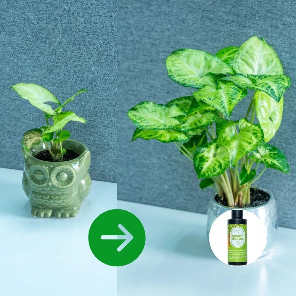 CocaDoctor Plant Preparation Protection Viruses Mushrooms Bacteria Yellow Leaves Manufacturer code 17CA-9170D