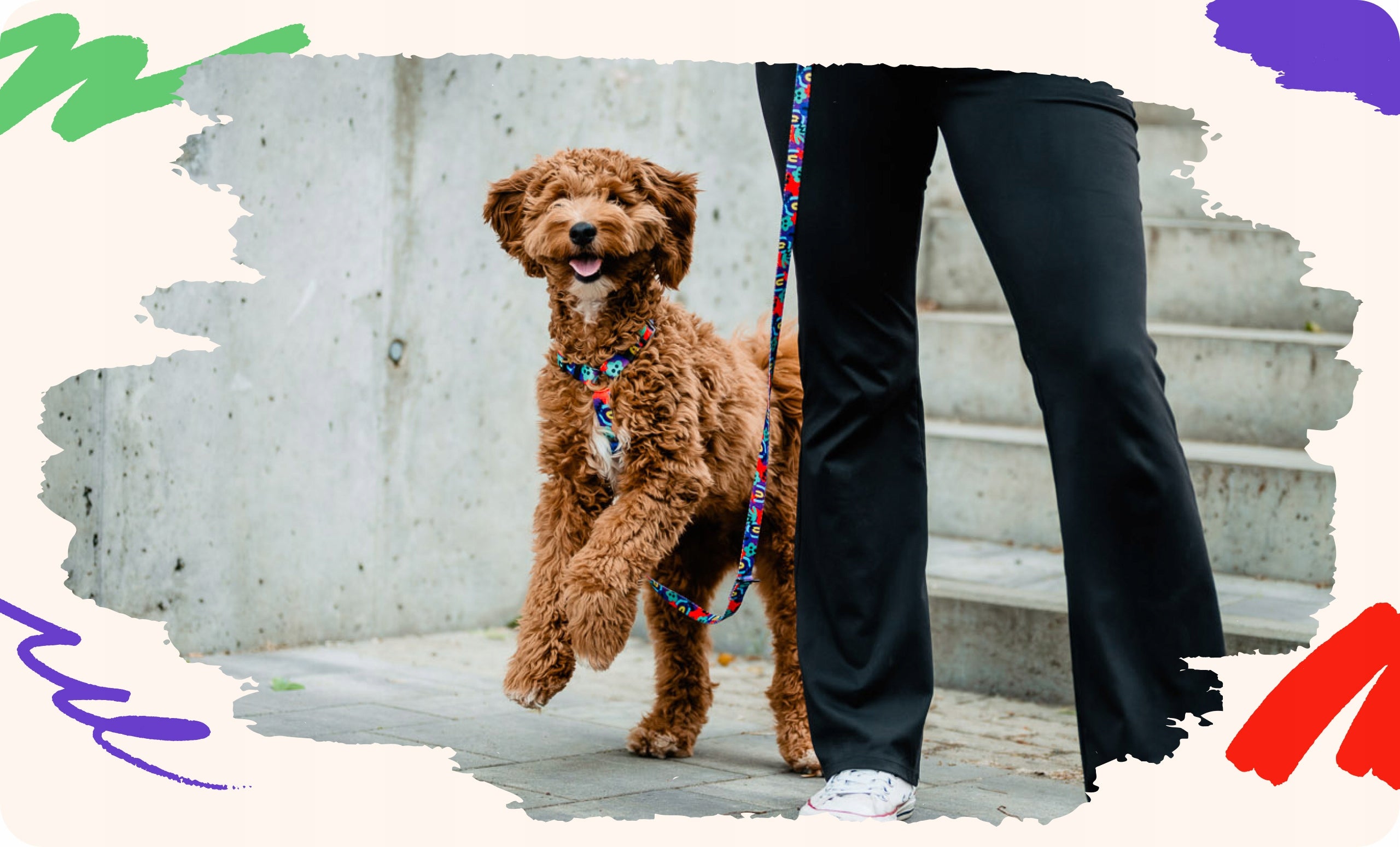 Colorful adjustable leash for dog 4 Funky Neon Bloom 2,5 cm / 300 cm –L/XL Kind detachable
