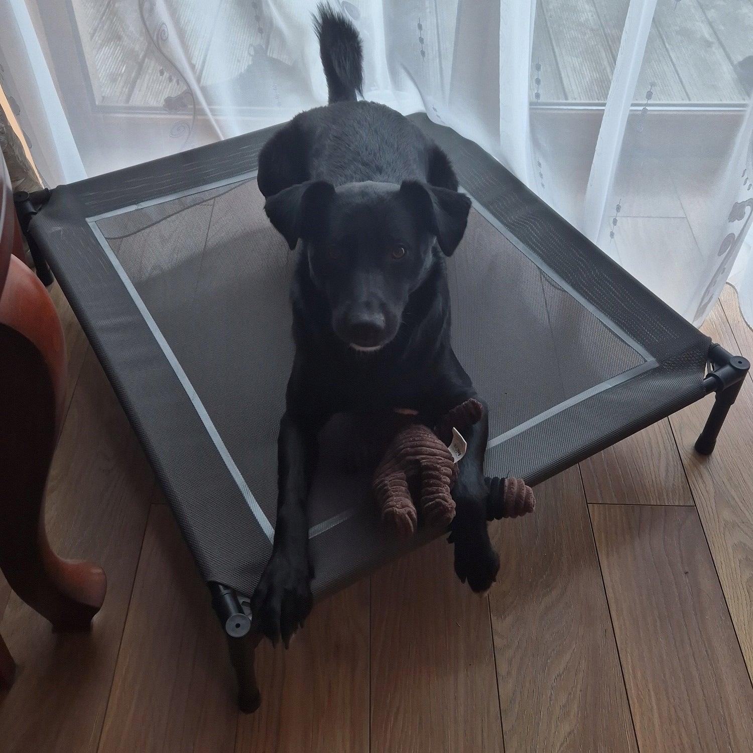 Covered Dog Bed Elevated with Canopy Tourist Mat XXL Model Zadaszone Legowisko dla Psa Wodoodporne